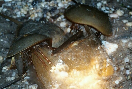 horseshoe crab blood. Horseshoe crabs are a