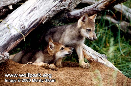 Wolf Puppies In The Wild