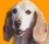 basset hound waddle